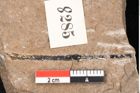 Foto (Detailansicht) von Araucaria sternbergii Goeppert (NHMW-GEO-2024-0188-8285)
